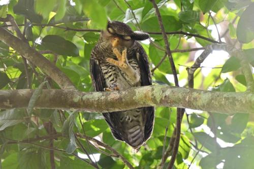 Grand-duc du Népal (Adulte)