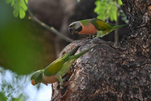 Perruches à moustaches