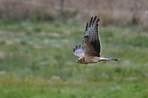 Busard Saint-Martin (Juvénile)