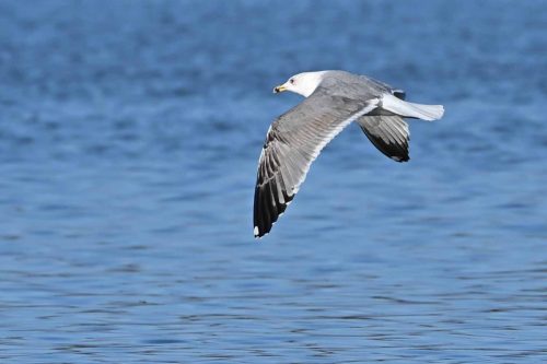 Goéland leucophée