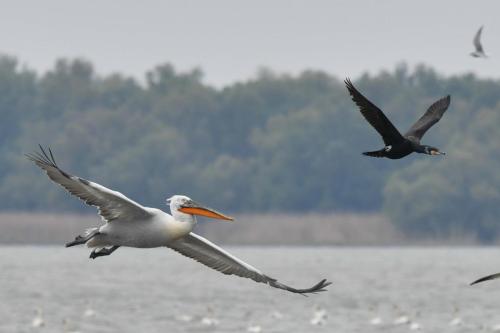 Pélican frisé, grand cormoran