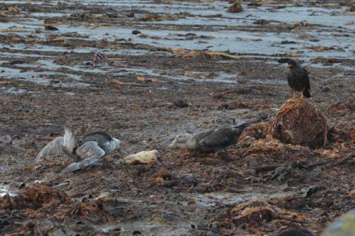 Pétrels géants et Caracara austral