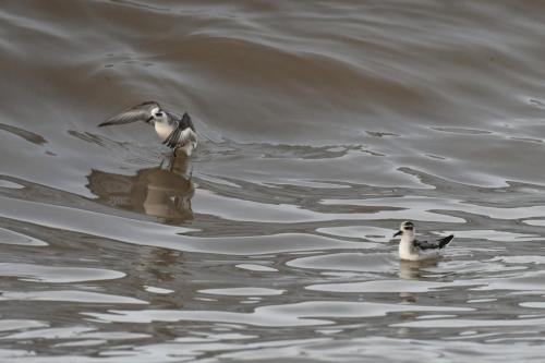 Phalaropes à bec large