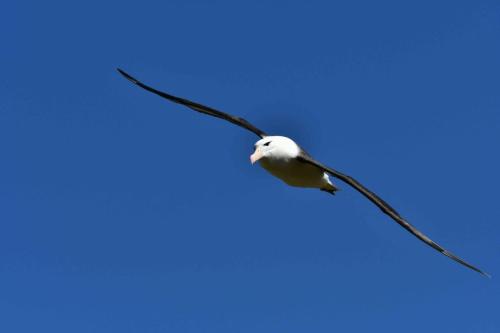 Albatros à sourcils noirs