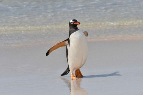 Manchots papous et labbes antarctiques