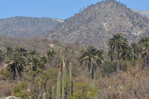 Palmiers du Chili (Jubaea chilensis)