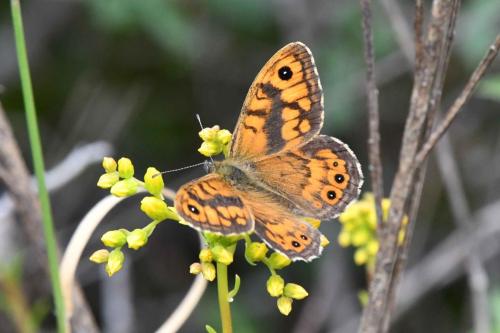 Satyre (Lasiommata megera)