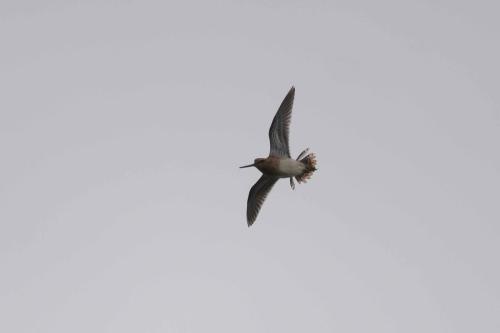 Parade de la bécassine des marais