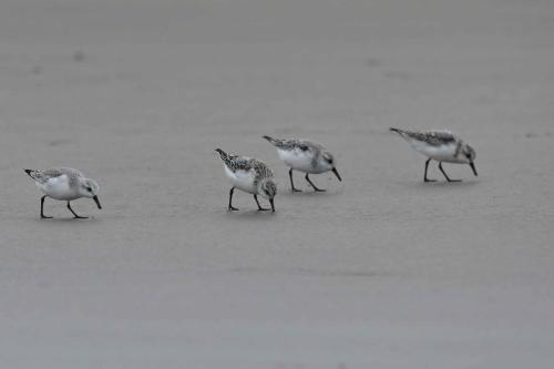 Bécasseaux Sanderlings, plage de Pontaillac