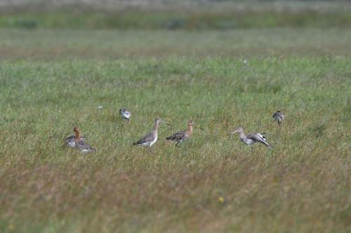 Barges à queue noire