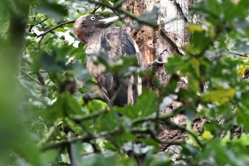 Pic noir femelle (plumage usé)