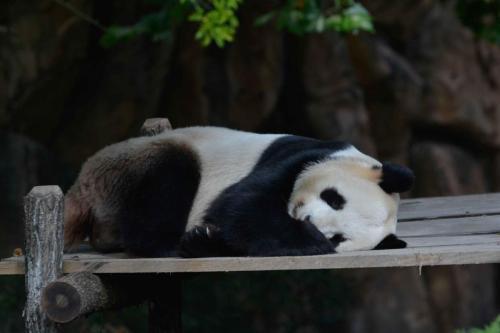 Panda géant
