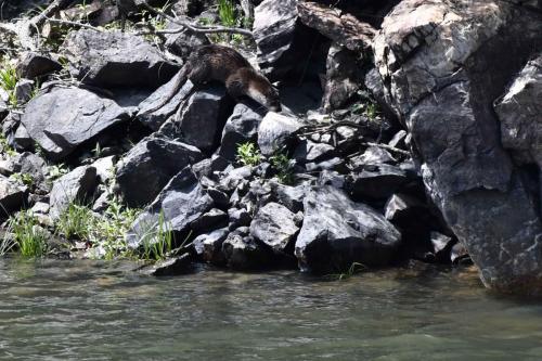 Loutre d'Europe sur le Rio Tajo à la Portilla del Tiètar