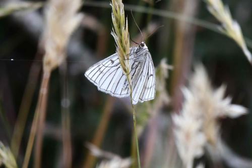 Phalène blanche