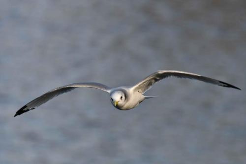 Mouette tridactyle (adulte)