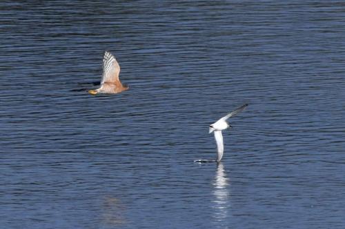 Attaque d'un Epervier d'Europe sur un Bécasseau variable, sans succès.
