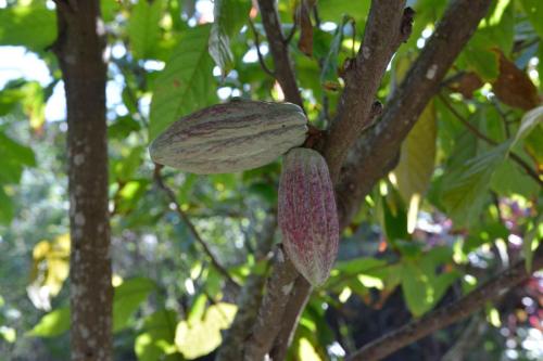 Cacao