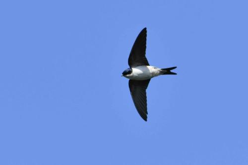 Hirondelle de fenêtre