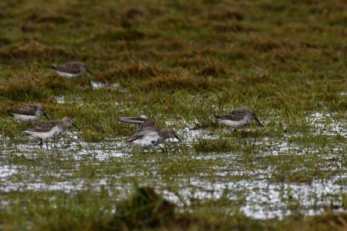 Bécasseaux variables