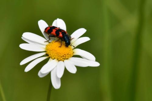 Clairon des abeilles