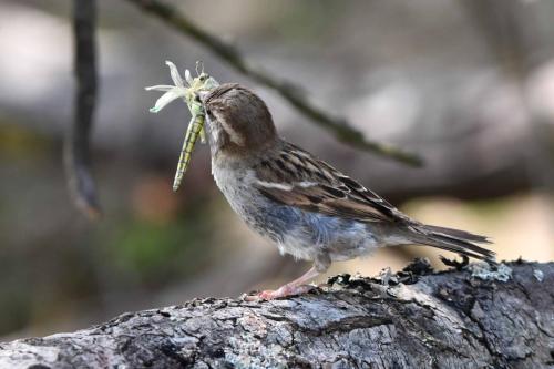 Moineau domestique