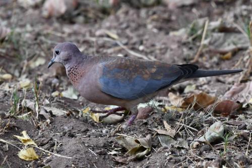 Tourterelle maillée