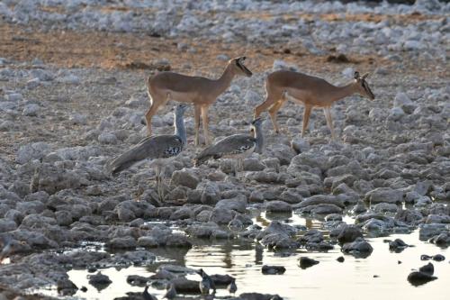 Outardes koris et Impalas à face noire