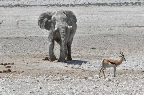 Elephant de savane