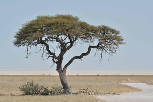 Sur le bord du Pan, immense dépression (5000 km2) parfois inondée