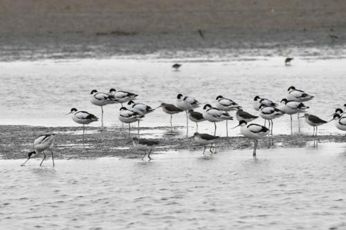 Avocettes élégantes et chevaliers aboyeurs