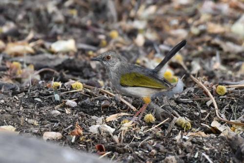Camaroptère à dos gris