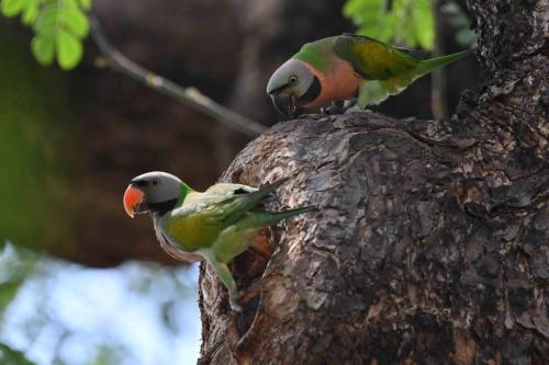 Perruches à moustaches