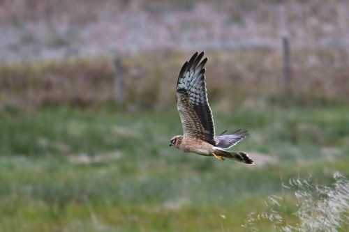 Busard Saint-Martin (Juvénile)