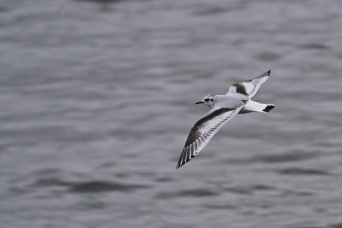 Mouette pygmée