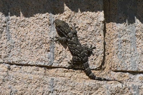 Tarente de Maurétanie