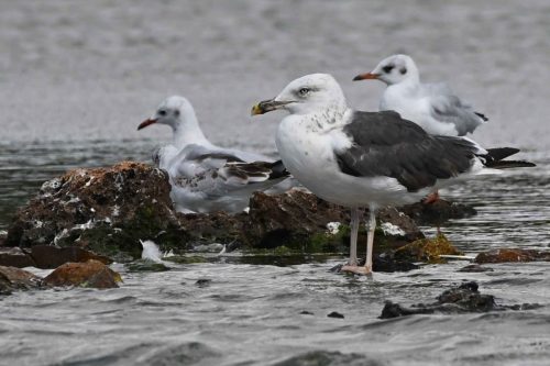 Goéland brun et Mouettes rieuses