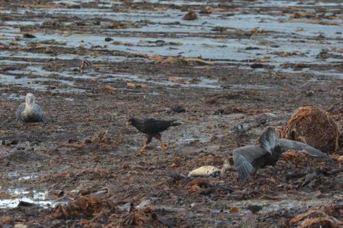 Pétrels géants et Caracara austral