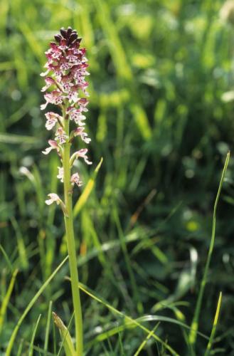Orchidée