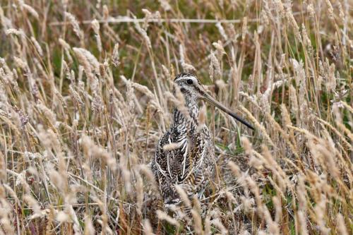 Bécassine de Magellan