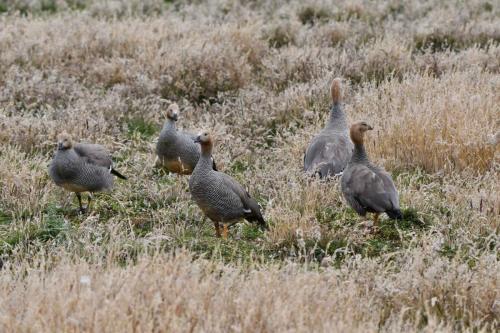 Ouettes à tête rousse
