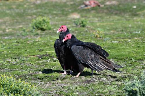 Urubus à tête rouge