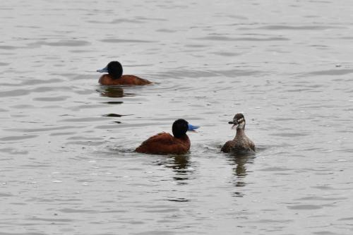 Érismatures ornées