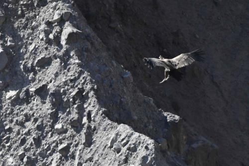 Condor des Andes (immature)