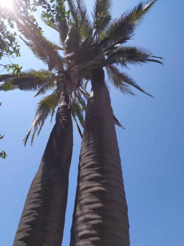 Palmiers du Chili (Jubaea chilensis)