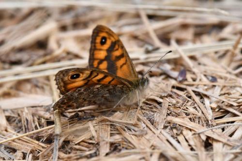 Satyre (Lasiommata megera)