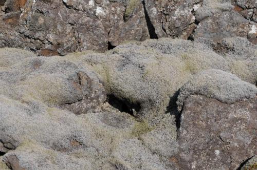 Lichens sur champ de lave