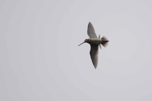 Parade de la bécassine des marais