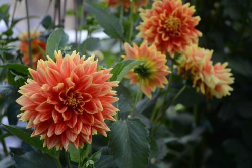 Jardin botanique