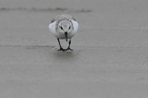 Bécasseau Sanderling, plage de Pontaillac