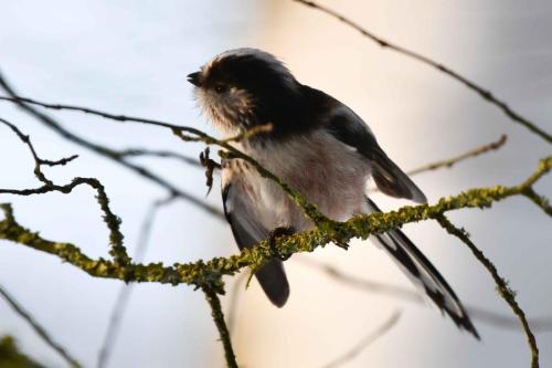 Mésange à longue queue